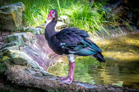 Zoo Animals